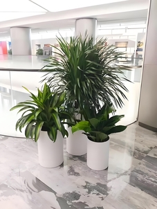 “慈溪盆景租摆价格实惠验